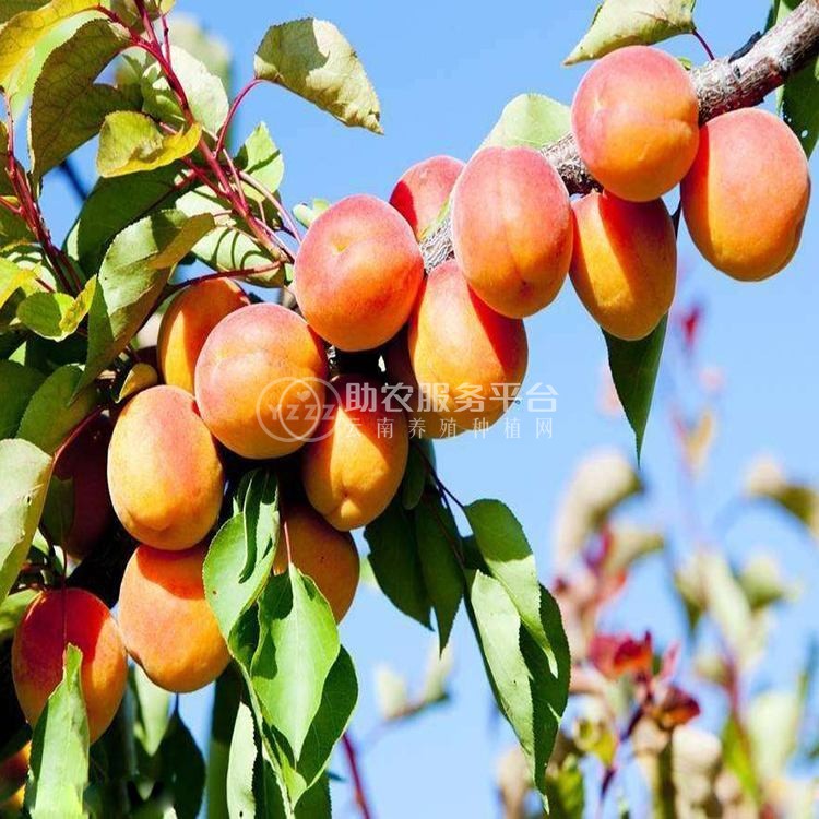 杏子种植基地供应20吨图5