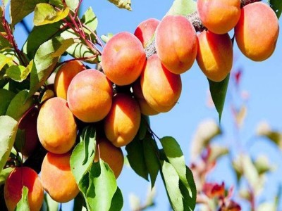 杏子种植基地供应20吨图5