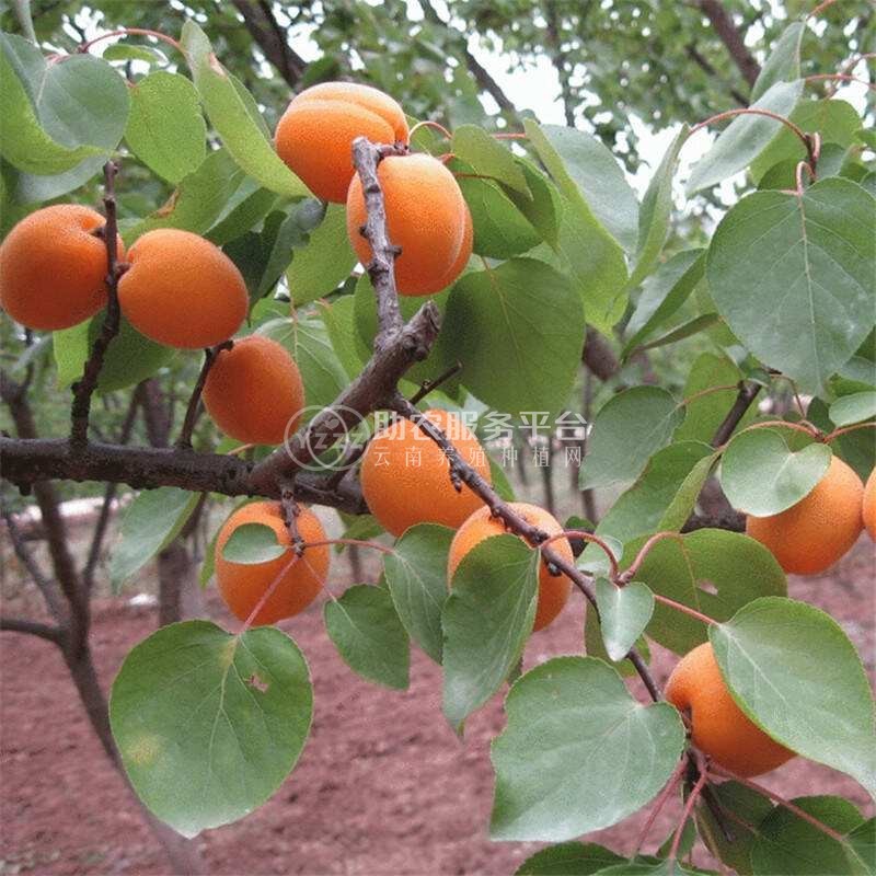 杏子种植基地供应20吨图6