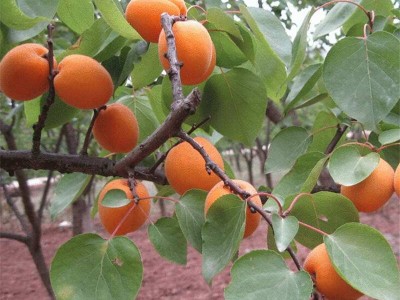 杏子种植基地供应20吨图6