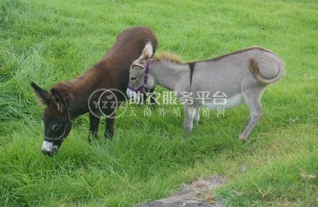 保山毛驴养殖合作社供应量200只图2