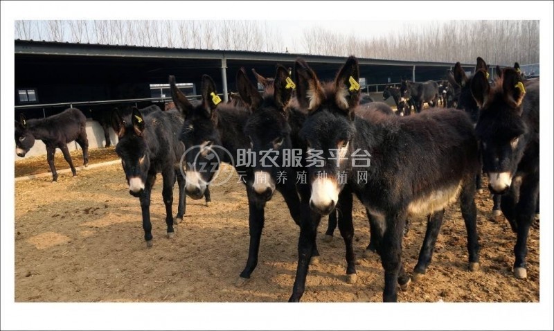 保山毛驴养殖合作社供应量200只图3
