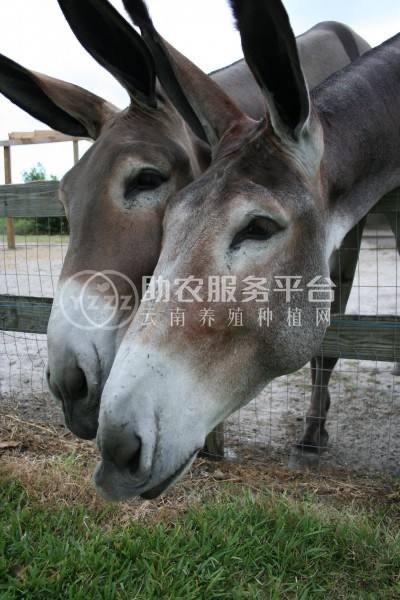 保山毛驴养殖合作社供应量200只图4