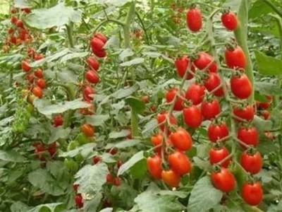 大理弥渡县西红柿种植基地  供应量 30吨图2