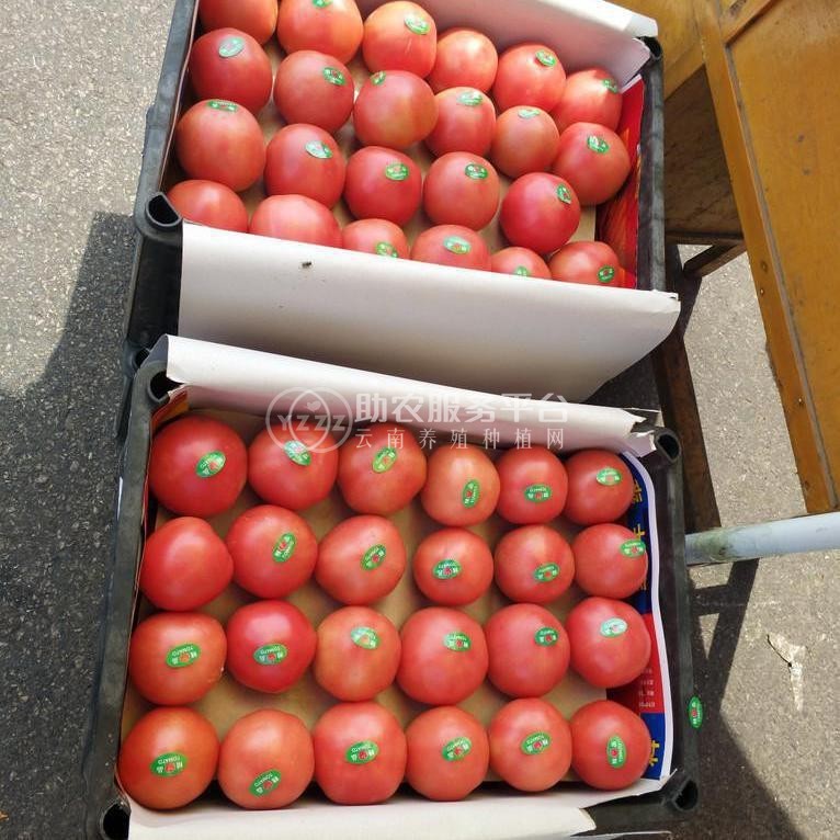 大理弥渡县西红柿种植基地  供应量 30吨图3