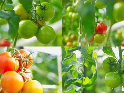 大理弥渡县西红柿种植基地  供应量 30吨图4