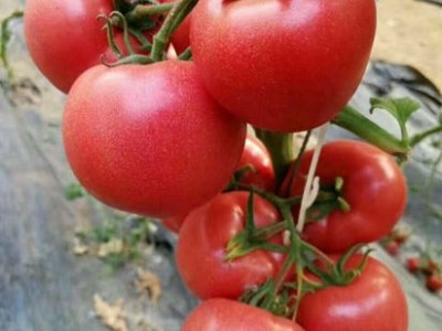 大理弥渡县西红柿种植基地  供应量 30吨图5
