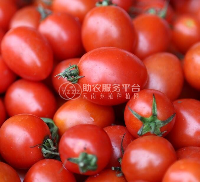 大理弥渡县西红柿种植基地  供应量 30吨图9