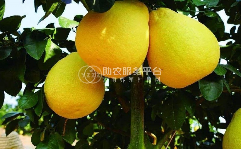 景洪柚子种植基地30吨图1