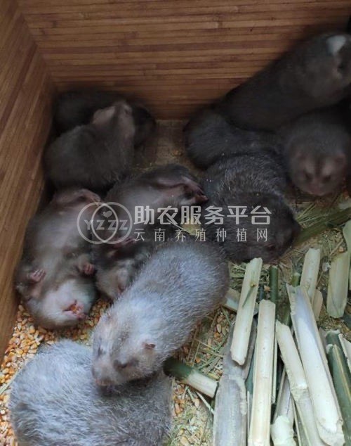 保山竹鼠养殖专业合作社供应量500只图1