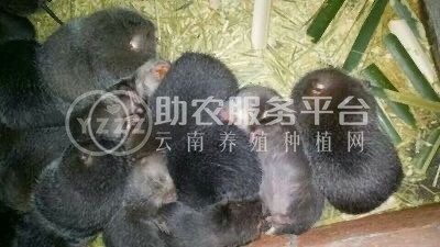 保山竹鼠养殖专业合作社供应量500只图2