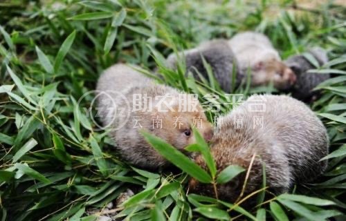 保山竹鼠养殖专业合作社供应量500只图3