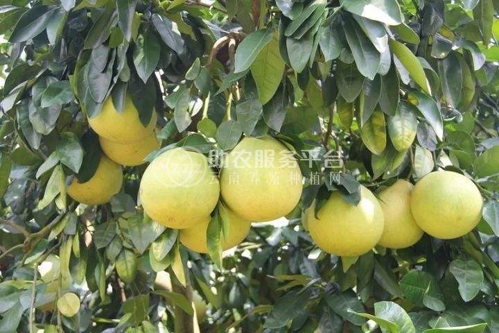景洪柚子种植基地30吨图4