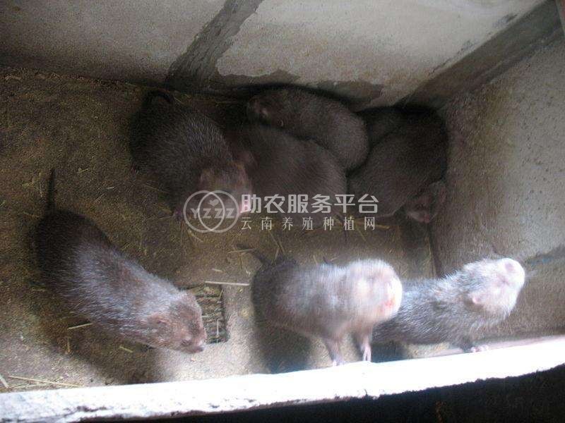 保山竹鼠养殖专业合作社供应量500只图4