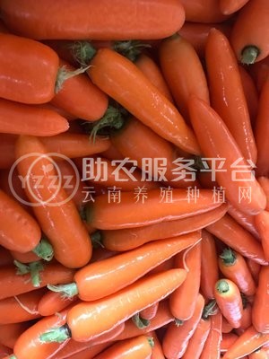 大理弥渡萝卜种植基地 供应量  30吨图1