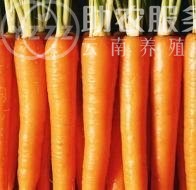 大理弥渡萝卜种植基地 供应量  30吨图2