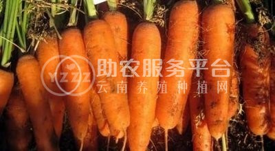大理弥渡萝卜种植基地 供应量  30吨图4