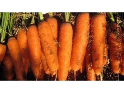 大理弥渡萝卜种植基地 供应量  30吨图4