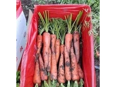 大理弥渡萝卜种植基地 供应量  30吨图5