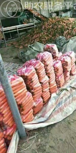 大理弥渡萝卜种植基地 供应量  30吨图6
