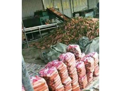 大理弥渡萝卜种植基地 供应量  30吨图6