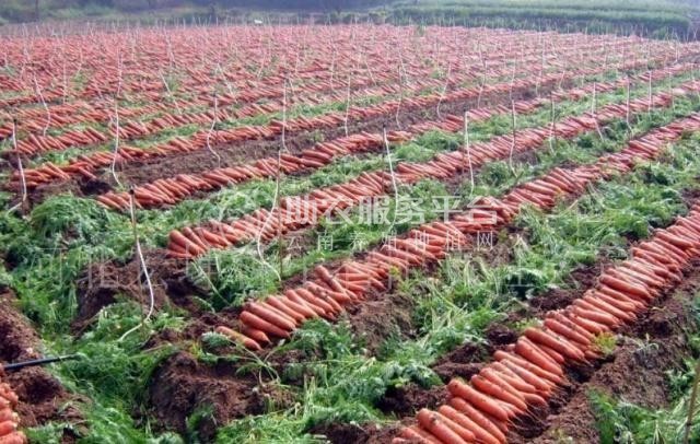 大理弥渡萝卜种植基地 供应量  30吨图7