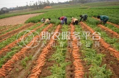 大理弥渡萝卜种植基地 供应量  30吨图8