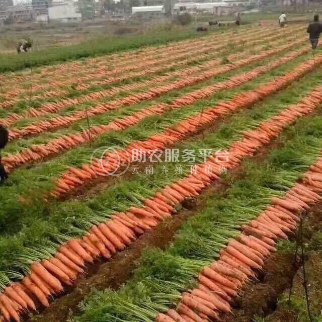 大理弥渡萝卜种植基地 供应量  30吨图9