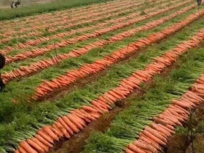 大理弥渡萝卜种植基地 供应量  30吨图9