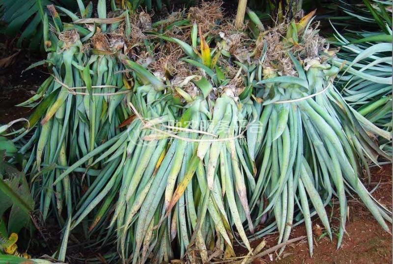 德宏菠萝2种植基地30吨图2