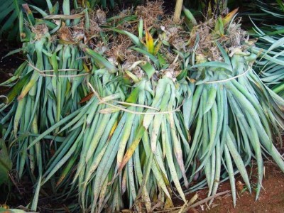 德宏菠萝2种植基地30吨图2