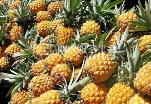 德宏菠萝2种植基地30吨图3