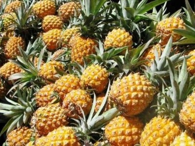 德宏菠萝2种植基地30吨图3