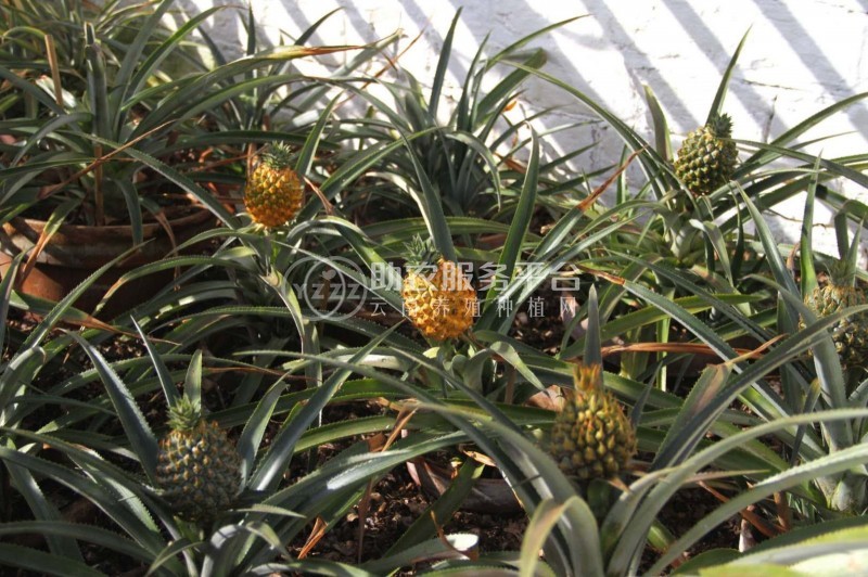 德宏菠萝2种植基地30吨图4
