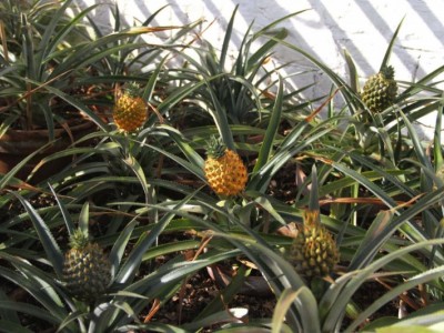 德宏菠萝2种植基地30吨图4