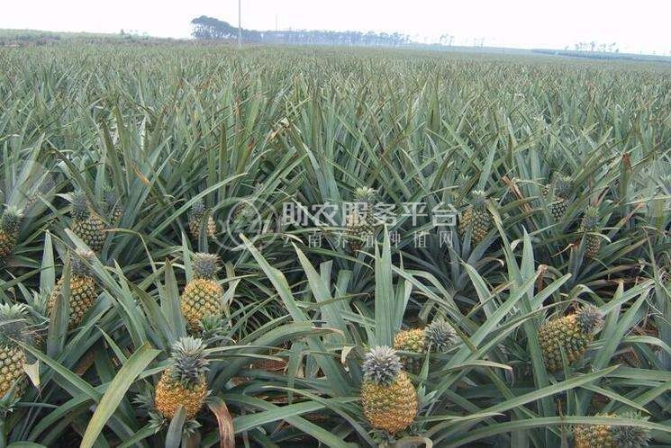 德宏菠萝2种植基地30吨图5