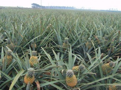德宏菠萝2种植基地30吨图5