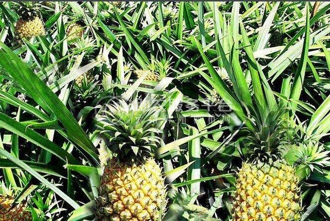 德宏菠萝2种植基地30吨图6