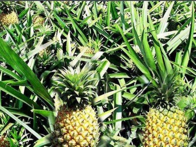 德宏菠萝2种植基地30吨图6