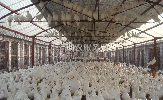 保山肉鸽养殖基地供应量1000只图1