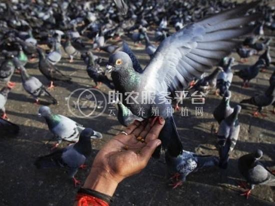 保山肉鸽养殖基地供应量1000只图2