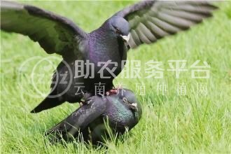 保山肉鸽养殖基地供应量1000只图3