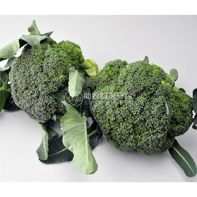 大理弥渡花菜种植基地 供应量 32吨图1