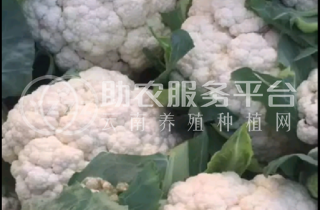 大理弥渡花菜种植基地 供应量 32吨图4