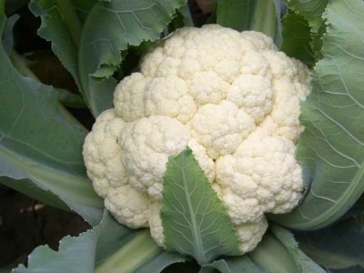大理弥渡花菜种植基地 供应量 32吨图5