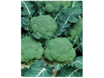 大理弥渡花菜种植基地 供应量 32吨图6