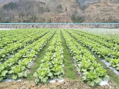 大理弥渡花菜种植基地 供应量 32吨图7