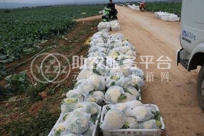 大理弥渡花菜种植基地 供应量 32吨图8