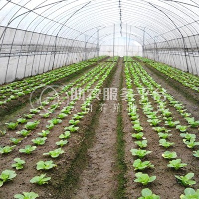 大理弥渡花菜种植基地 供应量 32吨图9