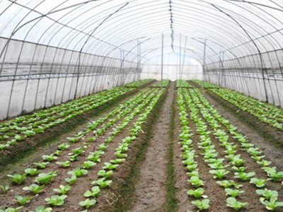 大理弥渡花菜种植基地 供应量 32吨图9